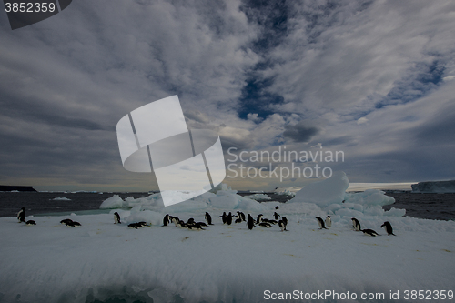 Image of Adelie Penguin on an Iceberg