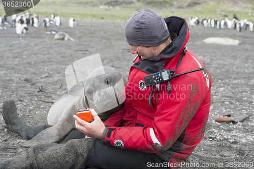 Image of Baby Elephant Seals 