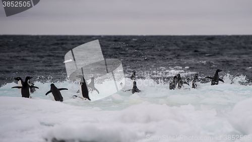 Image of Adelie Penguin on an Iceberg