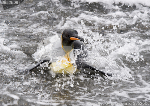Image of King Penguinin the water