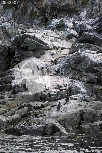 Image of Chinstrap Penguin on the rock