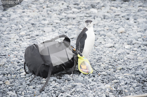 Image of Chinstrap Penguin with bag