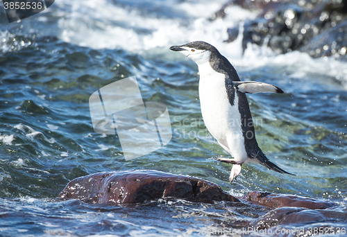 Image of Chinstrap Penguin in the water