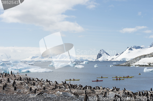 Image of Gentoo Penguins on the nest