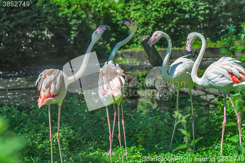 Image of Pink flamingos in summer day