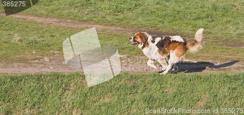 Image of St. Bernard running