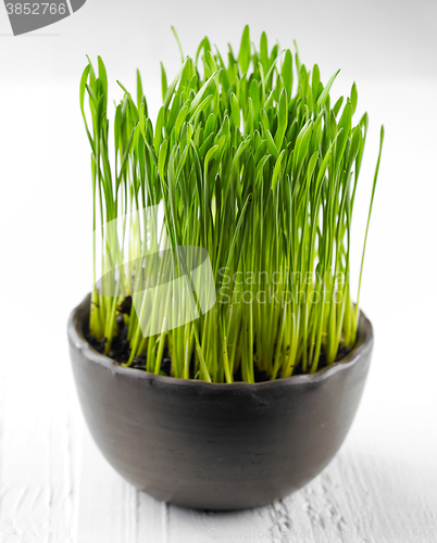 Image of bowl of wheat grass