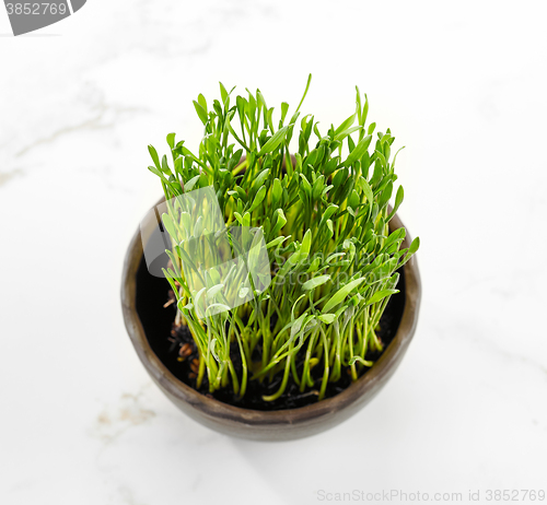 Image of bowl of wheat grass