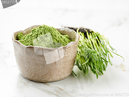 Image of bowl of wheat grass powder