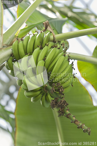 Image of Bananas in tree