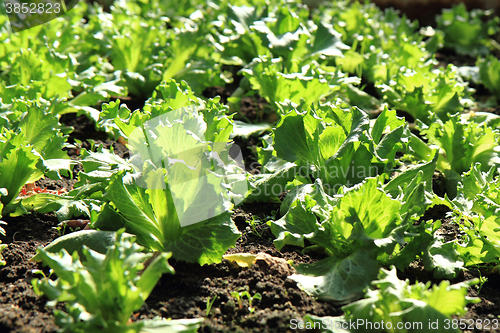 Image of fresh green lettuce 
