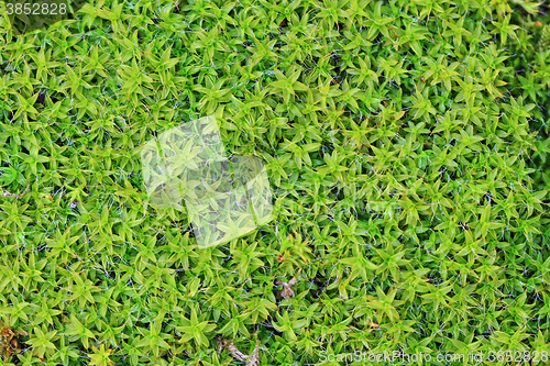 Image of green moss texture