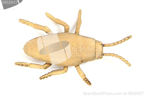 Image of nice golden beetle 