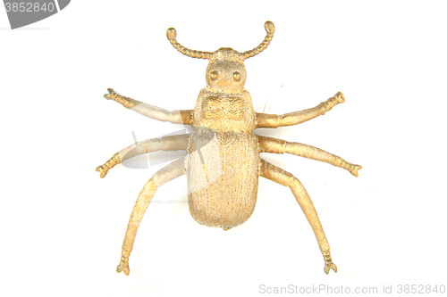 Image of nice golden beetle 