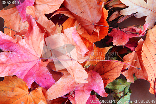 Image of abstract color leaves