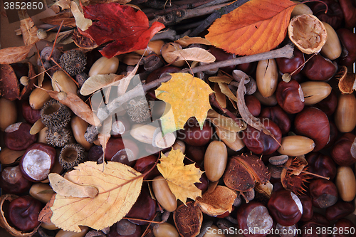 Image of autumn forest production