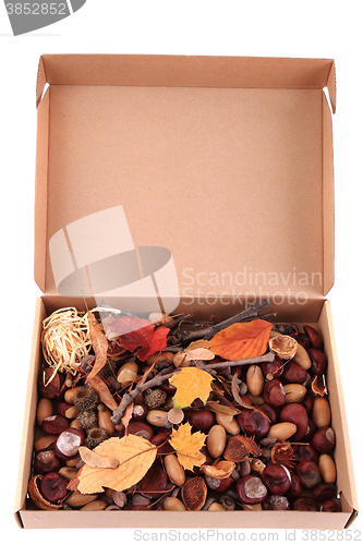 Image of autumn forest production in the papaer box 