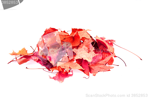 Image of abstract color leaves