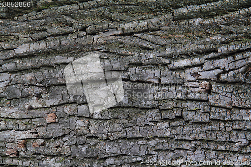 Image of gray bark texture