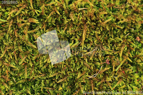 Image of green moss texture