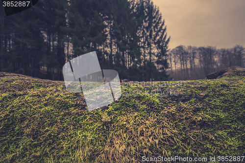 Image of Wooden surface with moss