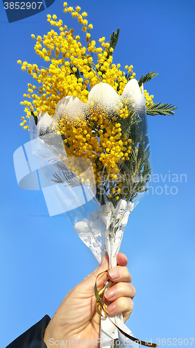 Image of Bouquet of mimosa in hand 