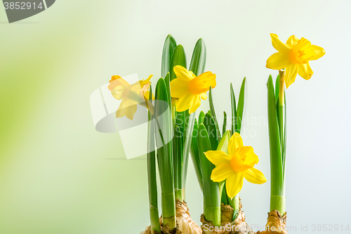 Image of Daffodils lilys on a green background