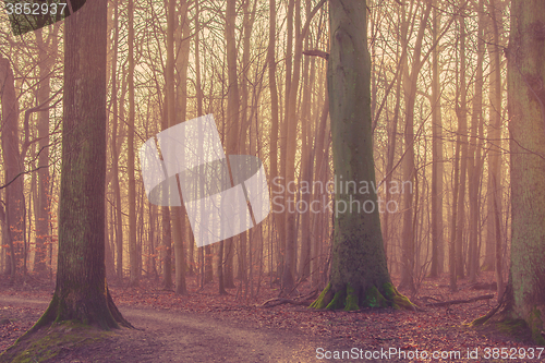 Image of Trees with moss in the forest