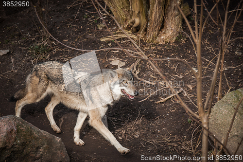 Image of Wolf walking in a forest