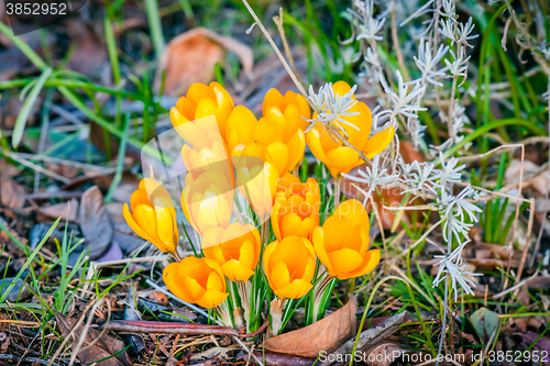 Image of Crocus flower bouquet in a garden