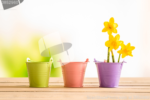 Image of Flowerpots with yellow daffodils