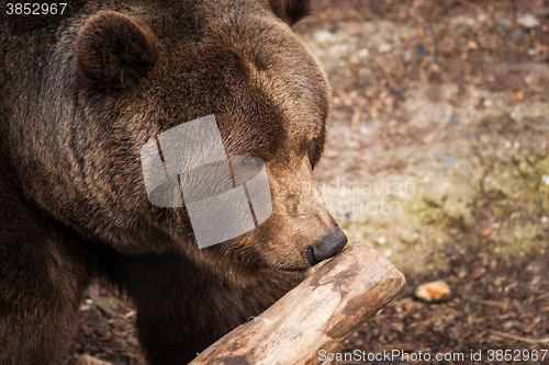 Image of Brown bear sniffs at a wooden branch