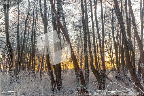 Image of Trees covered with frost in a forest