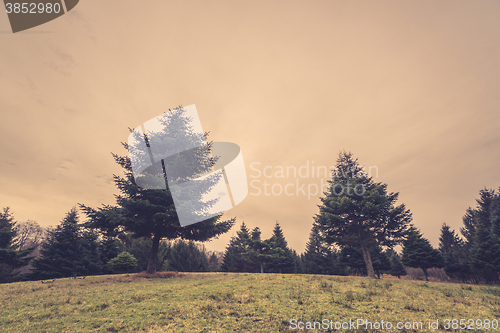 Image of Pine trees in an autumn scenery