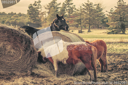 Image of Horses eating a straw bale