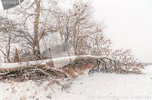 Image of Fallen tree covered with snow