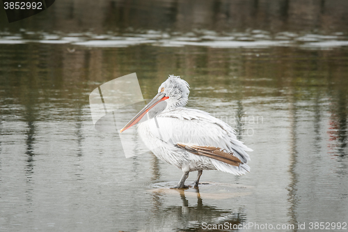 Image of Pelican standing in a river