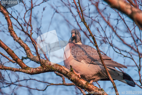 Image of Pigeon in a tree with many branches