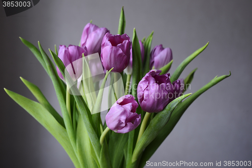 Image of bouquet of purple tulips on a neutral