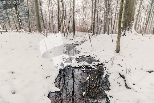 Image of Creek in a forest in the winter