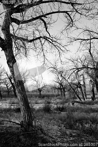 Image of dead tree landscape b&w