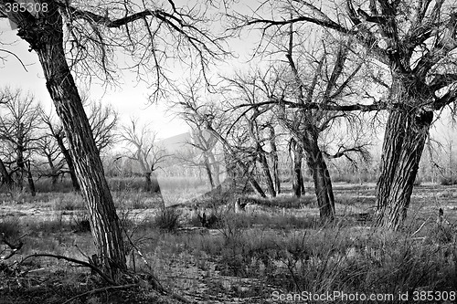 Image of bare trees in black and white