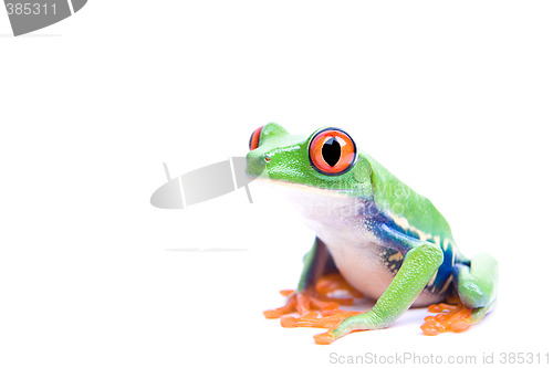 Image of red-eyed tree frog isolated