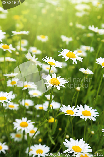 Image of Beautiful wild daisies