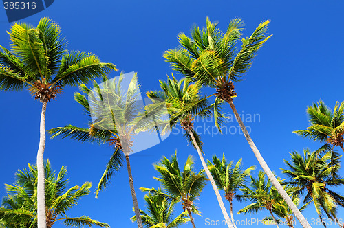 Image of Palms on blue sky