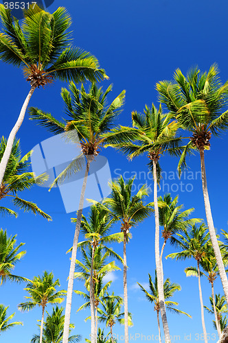 Image of Palms on blue sky