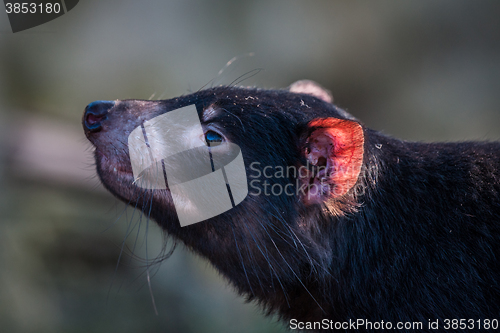 Image of Tasmanian devil with a red ear