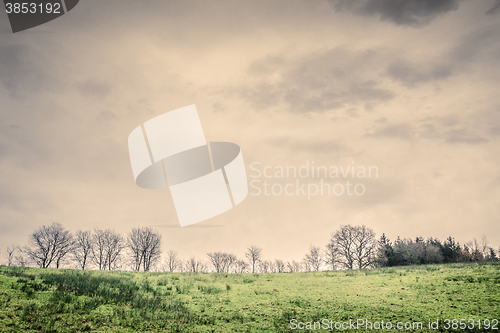 Image of Tree silhouettes on a green field