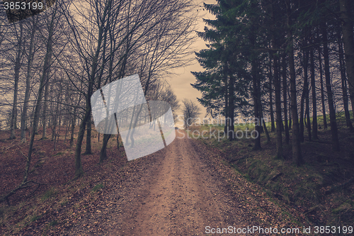 Image of Trail in the forest in autumn