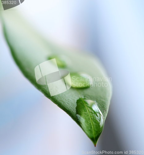 Image of Green leaf with water drops